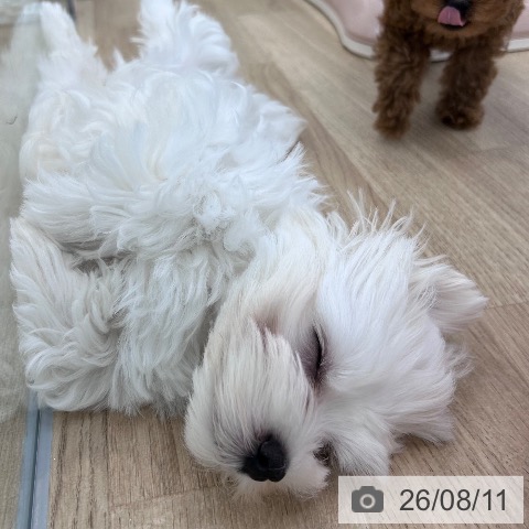 マルチーズの写真