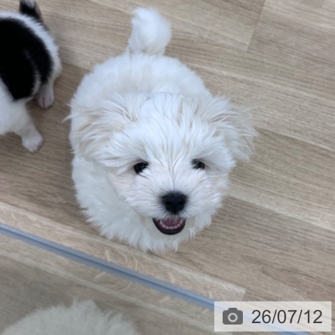 大阪府のマルチーズ (ペットプラス 松原店/2026年5月4日生まれ/男の子/ホワイト)の子犬の3枚目の画像