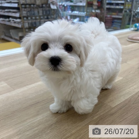 大阪府のマルチーズ (ペットプラス 松原店/2026年5月4日生まれ/男の子/ホワイト)の子犬の3枚目の画像