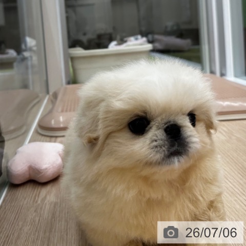 ペキニーズの写真