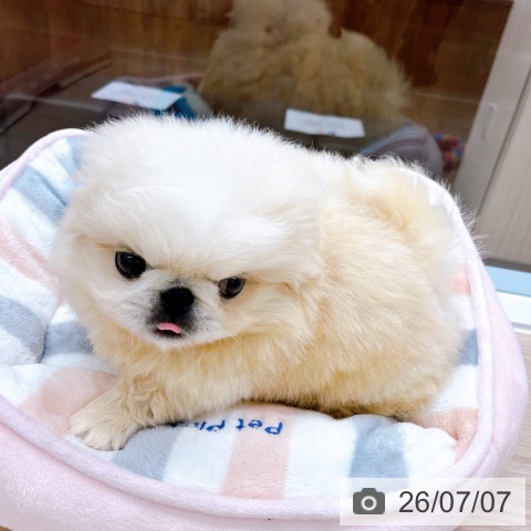 ペキニーズの写真
