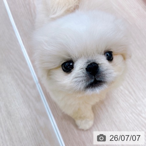 ペキニーズの写真