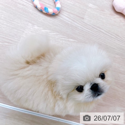 ペキニーズの写真