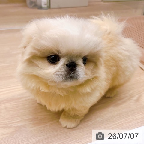 京都府のペキニーズ (ペットプラス 京都桂川店/2026年5月5日生まれ/男の子/クリーム)の子犬の4枚目の画像