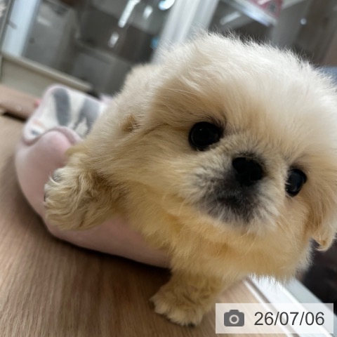 ペキニーズの写真