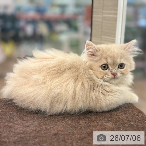 マンチカンの写真