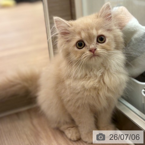 マンチカンの写真