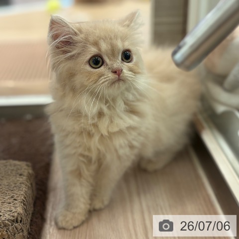 マンチカンの写真