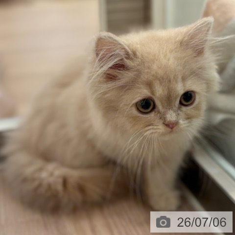 マンチカンの写真