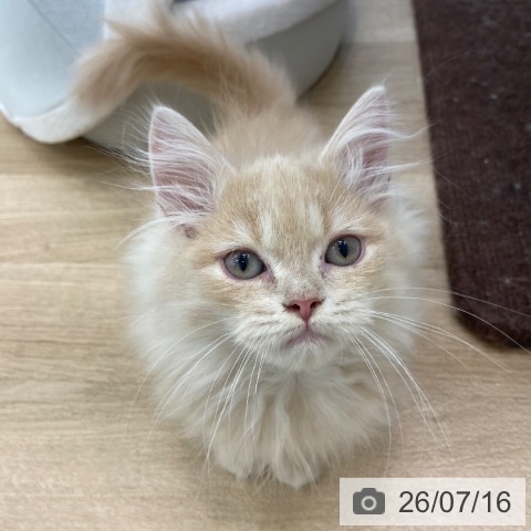 大阪府のラガマフィン (ペットプラス 松原店/2026年5月5日生まれ/男の子/クリームタビー)の子猫の3枚目の画像