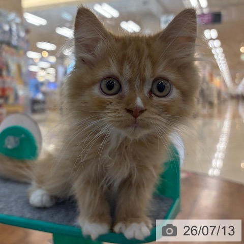 京都府のラガマフィン (ペットプラス 久御山店/2026年5月5日生まれ/男の子/レッドタビーホワイト)の子猫の3枚目の画像