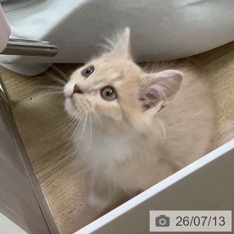 兵庫県のラガマフィン (ペットプラス 明石店/2026年5月5日生まれ/男の子/クリームタビー)の子猫の4枚目の画像