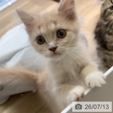 兵庫県のラガマフィン (ペットプラス 明石店/2026年5月5日生まれ/男の子/クリームタビー)の子猫の3枚目の画像
