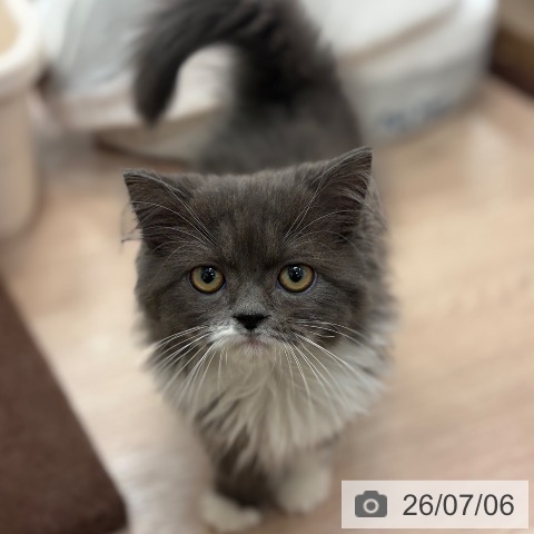 スコティッシュフォールドの写真