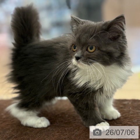 スコティッシュフォールドの写真