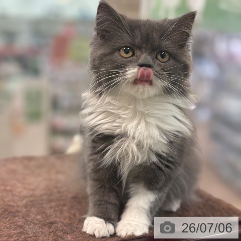 スコティッシュフォールドの写真