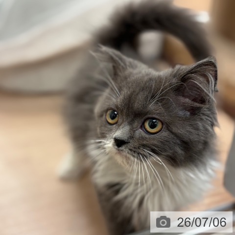 スコティッシュフォールドの写真