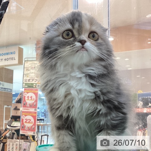 スコティッシュフォールドの写真