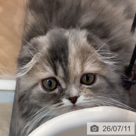 スコティッシュフォールドの写真