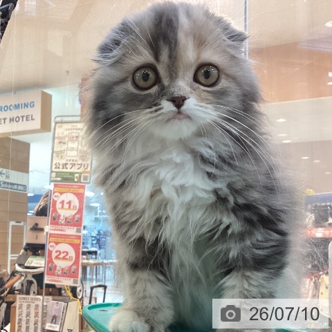 スコティッシュフォールドの写真