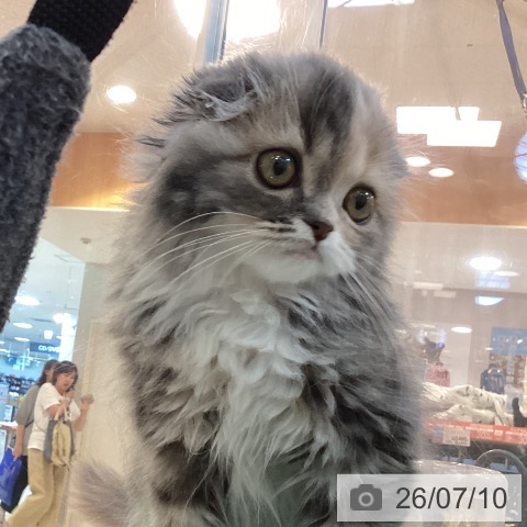 スコティッシュフォールドの写真