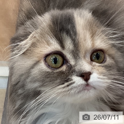 スコティッシュフォールドの写真