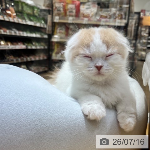 大阪府のスコティッシュフォールド (ペットプラス 堺鉄砲町店/2026年4月27日生まれ/男の子/クリームタビーホワイト)の子猫の4枚目の画像