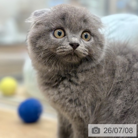 スコティッシュフォールドの写真