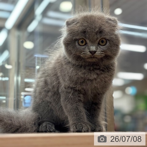 スコティッシュフォールドの写真