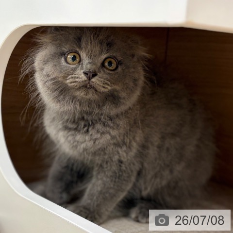 スコティッシュフォールドの写真