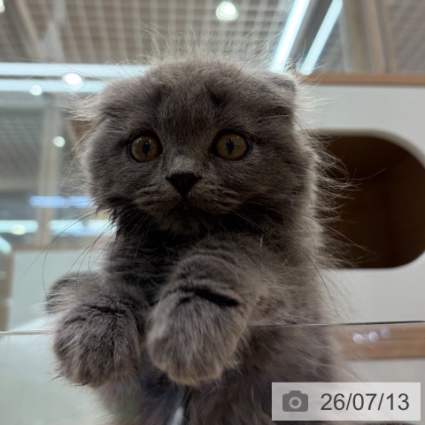 大阪府のスコティッシュフォールド (ペットプラス イオン大日店/2026年5月6日生まれ/男の子/ブルー)の子猫の4枚目の画像