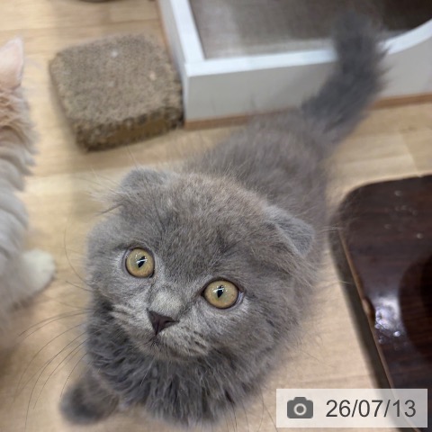 大阪府のスコティッシュフォールド (ペットプラス イオン大日店/2026年5月6日生まれ/男の子/ブルー)の子猫の3枚目の画像