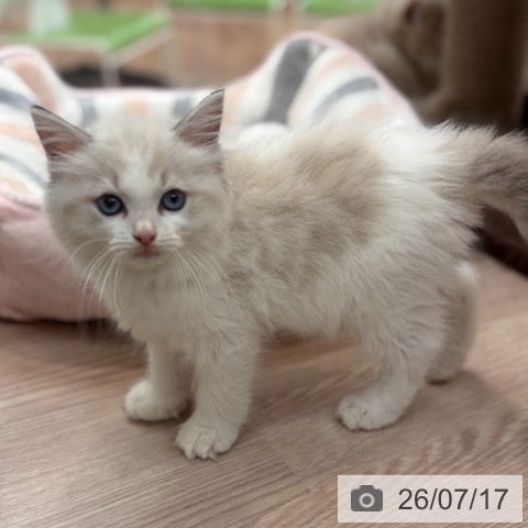 ラグドールの写真