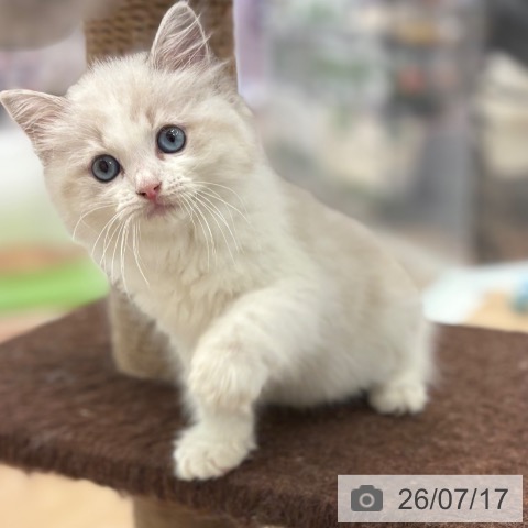 ラグドールの写真