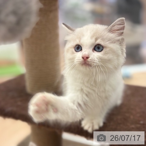 ラグドールの写真