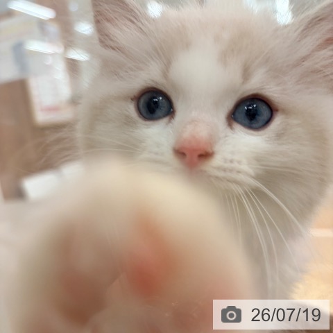 大阪府のラグドール (ペットプラス 大阪ドームシティ店/2026年5月6日生まれ/男の子/ブルーポイントバイカラー)の子猫の3枚目の画像