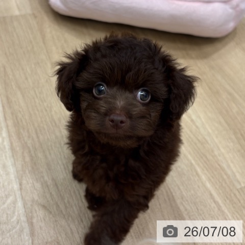 大阪府のトイプードル(トイ) (ペットプラス 鶴見店/2026年5月5日生まれ/女の子/ブラウン)の子犬の4枚目の画像