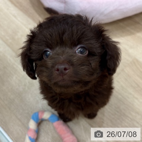 大阪府のトイプードル(トイ) (ペットプラス 鶴見店/2026年5月5日生まれ/女の子/ブラウン)の子犬の3枚目の画像