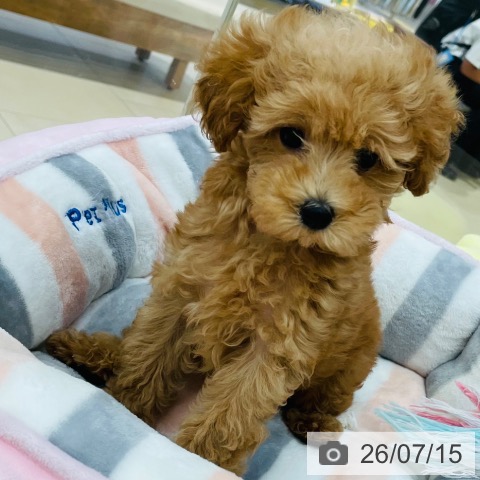 新潟県のトイプードル(トイ) (ペットプラス 新潟青山店/2026年5月4日生まれ/女の子/オレンジフォーン)の子犬の4枚目の画像