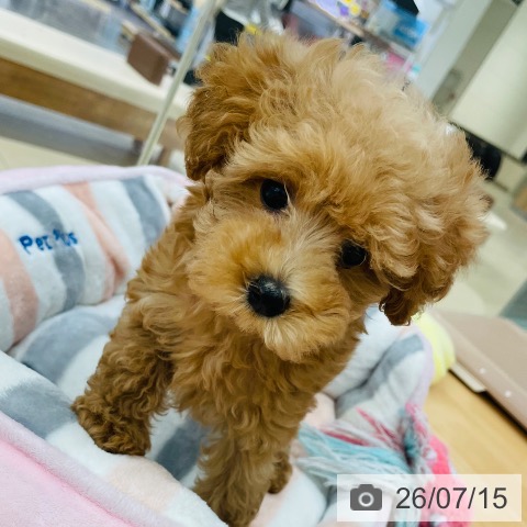 新潟県のトイプードル(トイ) (ペットプラス 新潟青山店/2026年5月4日生まれ/女の子/オレンジフォーン)の子犬の3枚目の画像