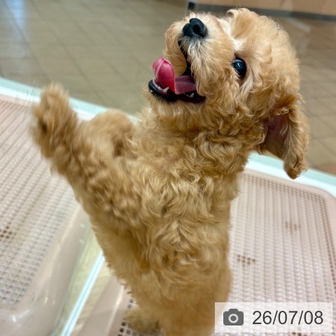大阪府のトイプードル(トイ) (ペットプラス 鶴見店/2026年5月4日生まれ/男の子/オレンジフォーン)の子犬の3枚目の画像