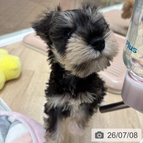 大阪府のミニチュアシュナウザー (ペットプラス 鶴見店/2026年5月5日生まれ/男の子/ソルトペッパー)の子犬の3枚目の画像