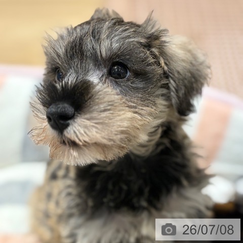 大阪府のミニチュアシュナウザー (ペットプラス イオン大日店/2026年5月5日生まれ/女の子/ソルトペッパー)の子犬の3枚目の画像