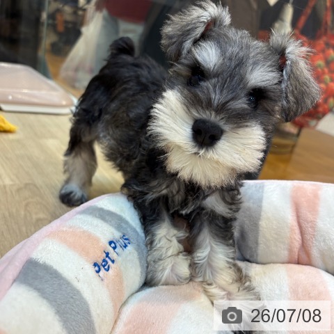 京都府のミニチュアシュナウザー (ペットプラス イオンモールKYOTO店/2026年5月3日生まれ/男の子/ソルトペッパー)の子犬の4枚目の画像