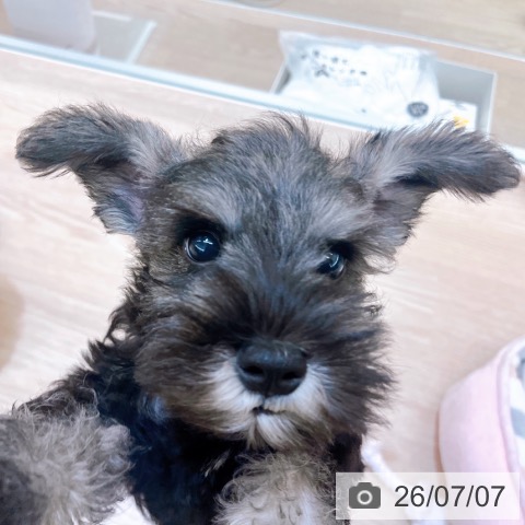京都府のミニチュアシュナウザー (ペットプラス 京都桂川店/2026年5月3日生まれ/女の子/ソルトペッパー)の子犬の4枚目の画像