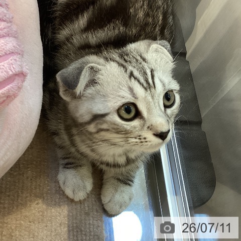 スコティッシュフォールドの写真
