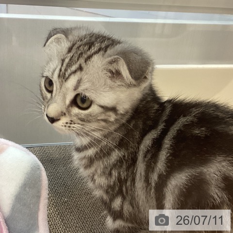 スコティッシュフォールドの写真