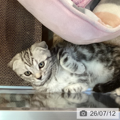 京都府のスコティッシュフォールド (ペットプラス イオンモールKYOTO店/2026年5月1日生まれ/女の子/シルバータビー)の子猫の3枚目の画像