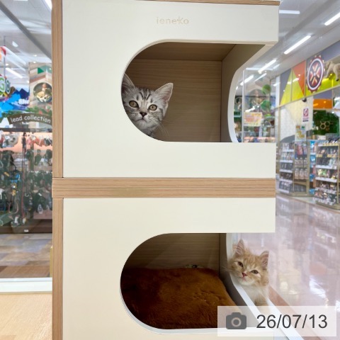 京都府のスコティッシュフォールド (ペットプラス 醍醐店/2026年5月1日生まれ/女の子/シルバータビー)の子猫の3枚目の画像