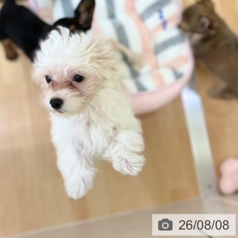 マルチーズの写真